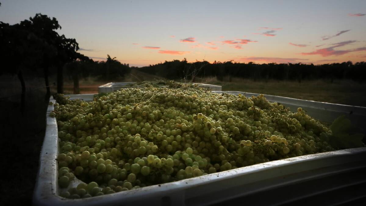 Grapes waiting to be transferred to the winery. 