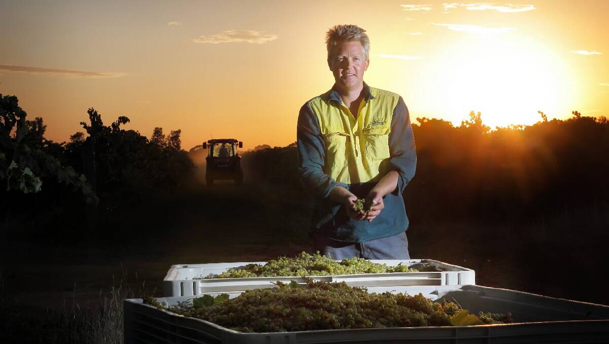 Nick Brown with the harvested grapes as the sun rises behind him and the tractor runs beside the vines. 