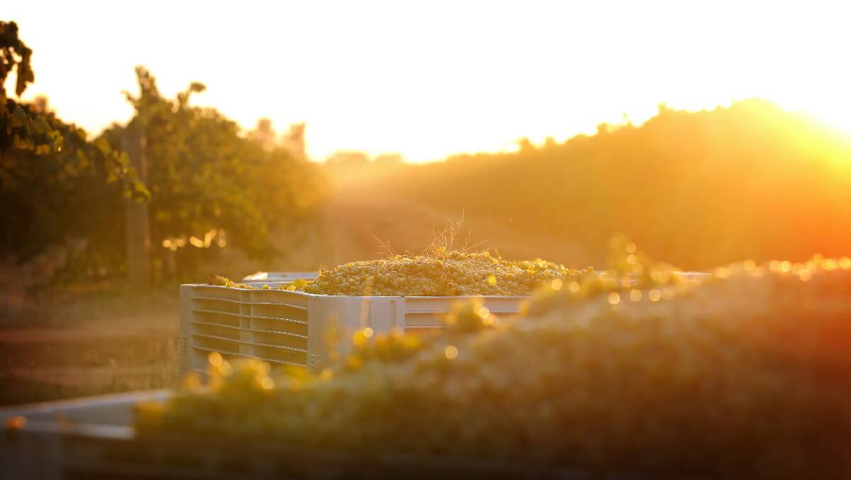 The early morning sun in the vines.