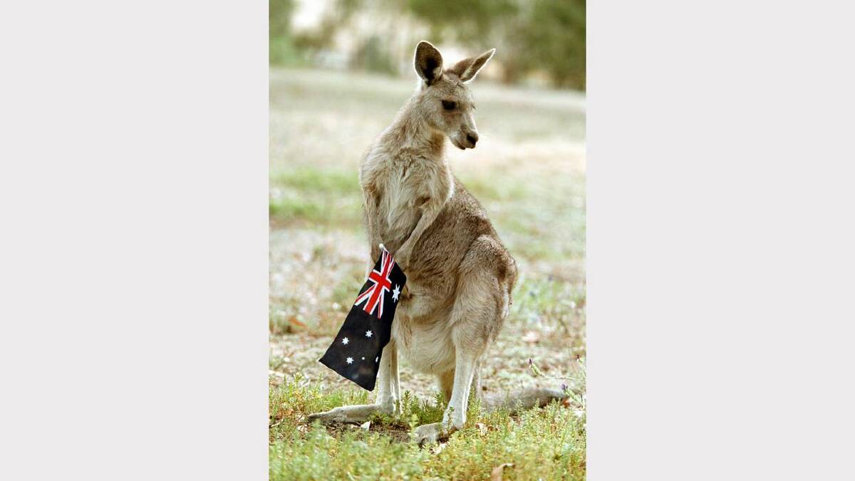 Eastern grey kangaroo with an Aussie flag in her pouch at Ettamogah Wildlife Sanctuary on Australia Day. Picture: PETER MERKESTEYN