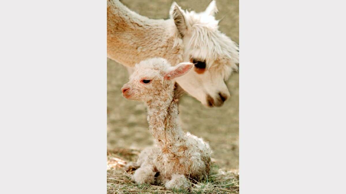This beautiful little alpaca was born just 30 minutes before this picture was taken. The unnamed alpaca weighed in at around 7kgs and stood, shakily, about 80cm high. 