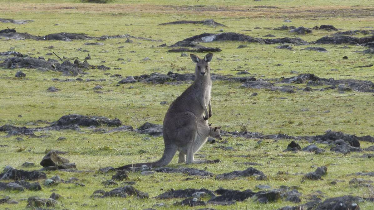 A ban has been lifted on processing culled Kangaroos.