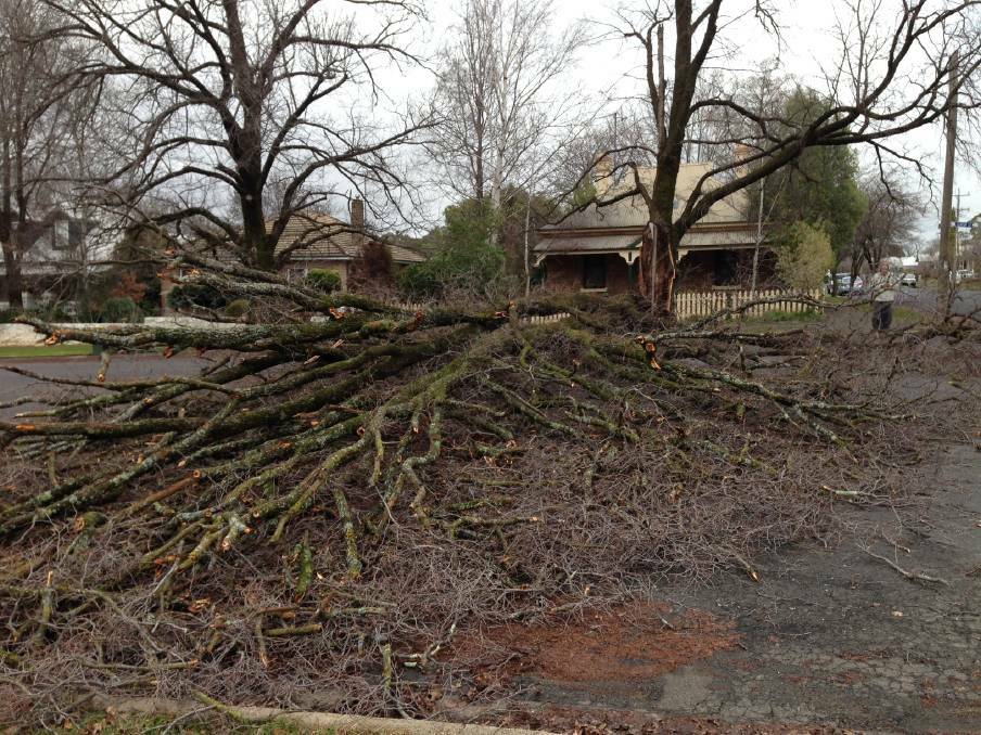 A fallen tree in Clinton Street, Orange after the city was battered by strong winds on Friday night. 
