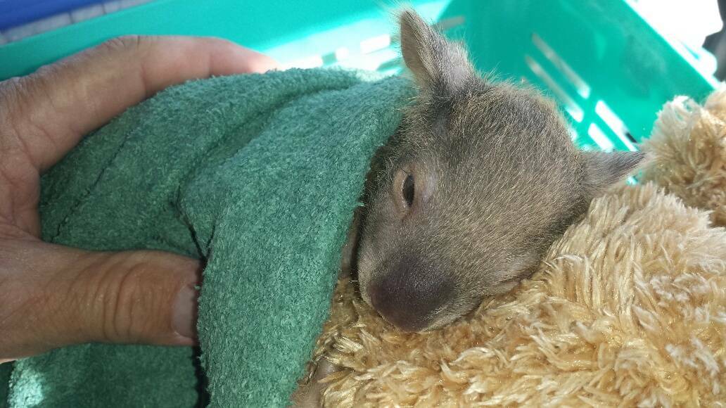 An orphaned koala joey clings on to a surrogate mum. They are vulnerable at this age.