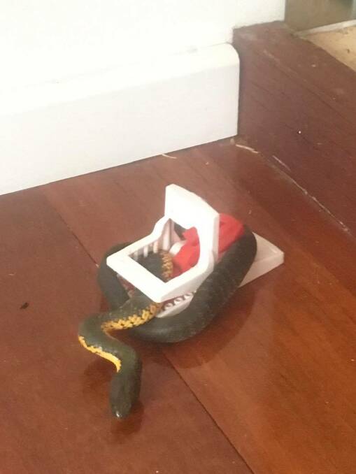 A tiger snake was caught by a mouse-trap inside a family home in Cascade on Monday. 
