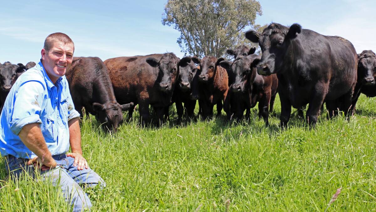 Holbrook farmer Angus Ward has spent three years establishing new high input pastures to carry an 850-cow beef herd and followers with top results; Picture: KIM WOODS