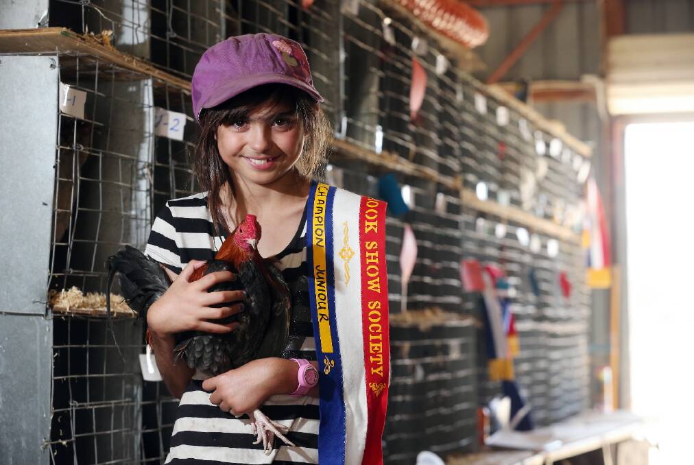 Winner of Champion Junior ribbon at the show this year was Veronica Tokley, 10, with her Old English Game Blue/Red Bantam Cockerel. Picture: JOHN RUSSELL