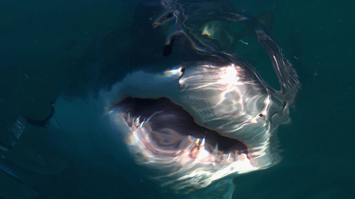 Two men survive Dunsborough shark attack in inflatable boat