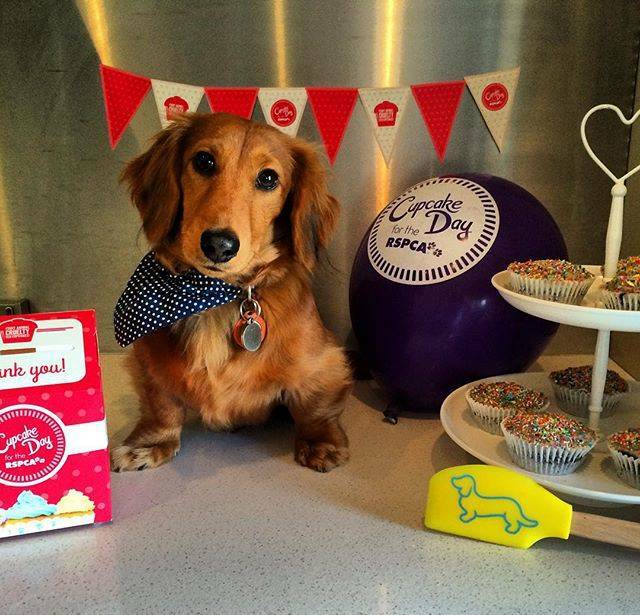 Pic by @dudleythedappledoxie: "Guess what today is? It's #RSPCACupcakeDay @rspcavictoria we are fighting to END animal cruelty! How can you help? Go to the link in my bio and donate. Any amount will help all those animals who are less fortunate to have better lives"