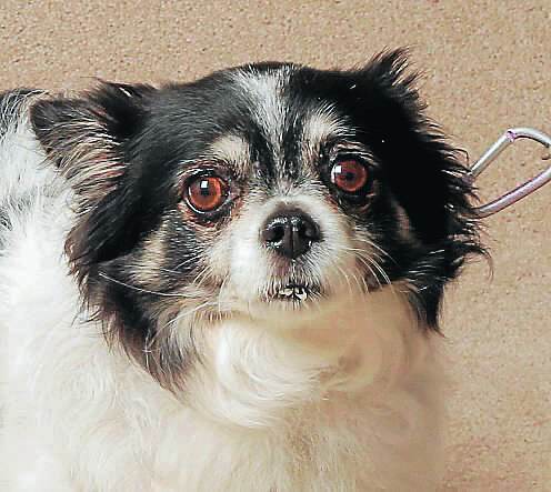 023. Minnie - long-haired Chihuahua (Owner: Lyn Edwards)