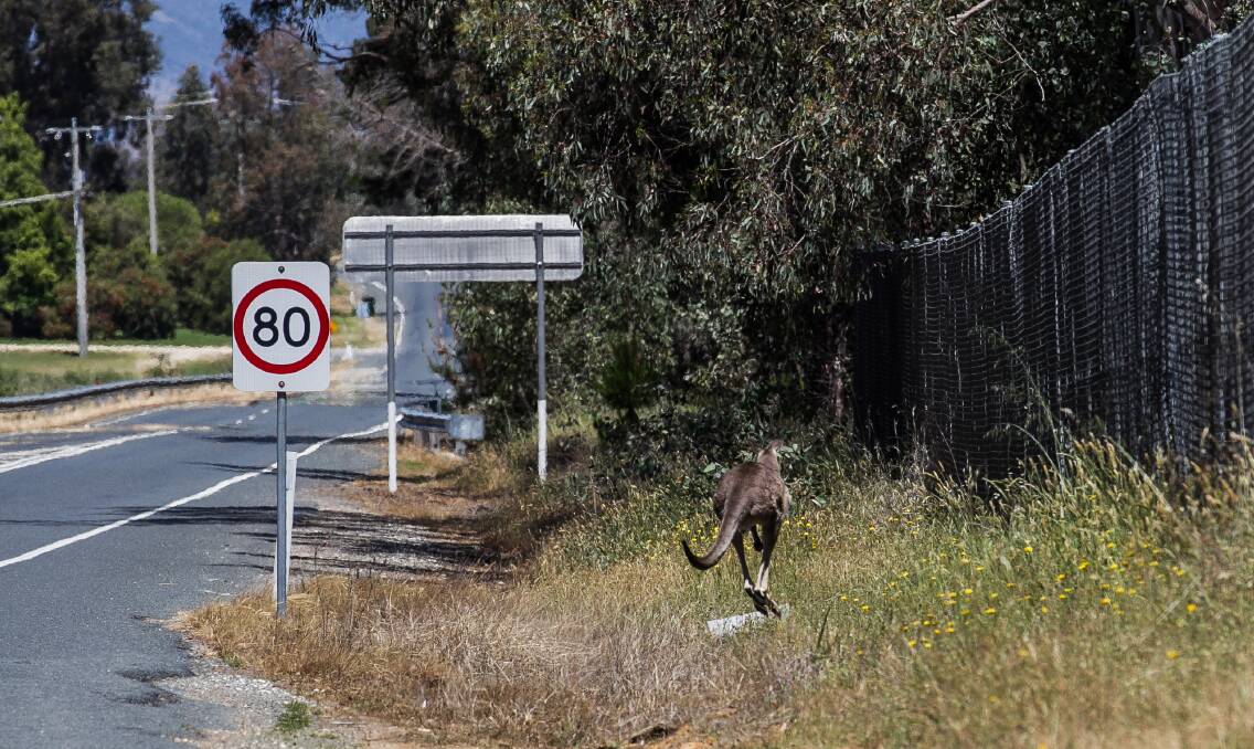 A kangaroo hops along next to Bonegilla Road at Ebden this week. Picture: DYLAN ROBINSON