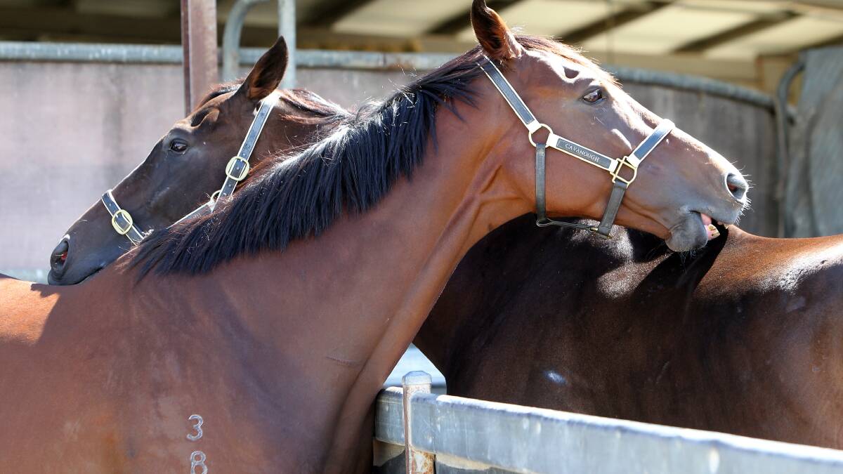 Niblick (back) and Price of Glory (front) giving each other a scratch over the fence. Picture: KYLIE ESLER