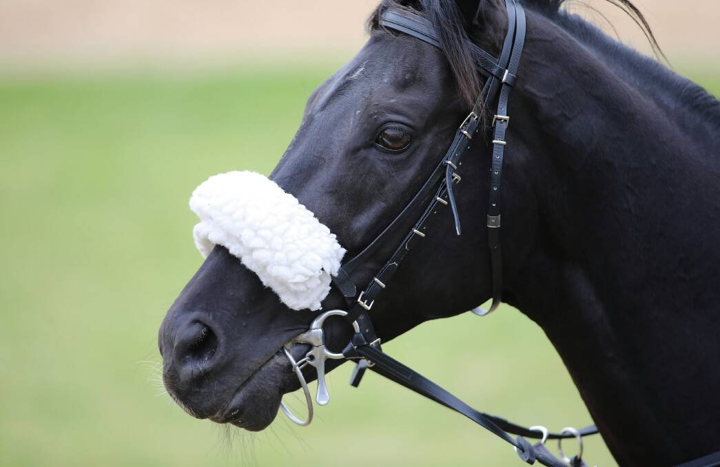 Cavalryman during trackwork at Werribee yesterday ahead of today’s Melbourne Cup. Picture: GETTY IMAGES
