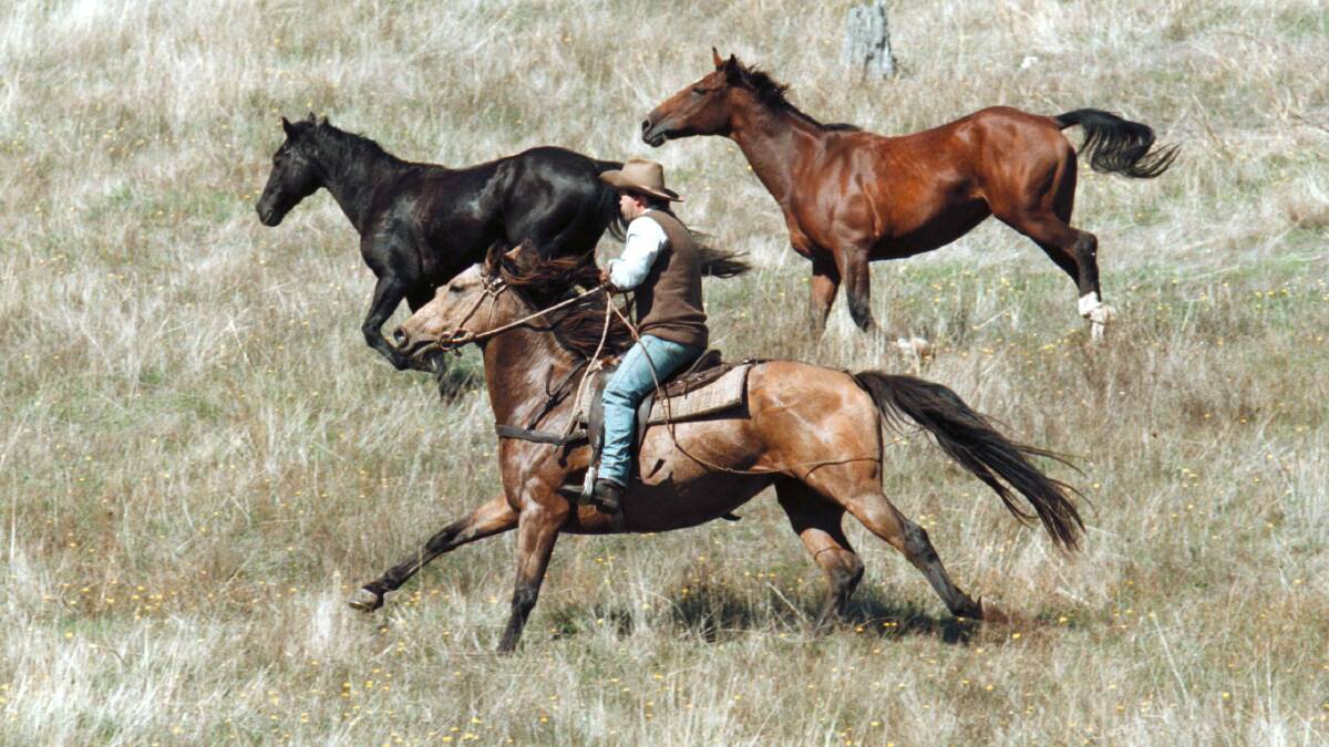 Mal McKimmie, on Nugget, rounds up the 'Brumbies' in preparation for the Man from Snowy River Festival. Picture: PETER MERKESTEYN