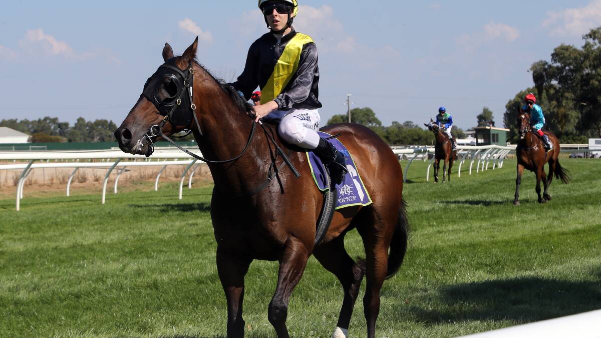 "Tigerland' recorded another win after ride by Damian Lane