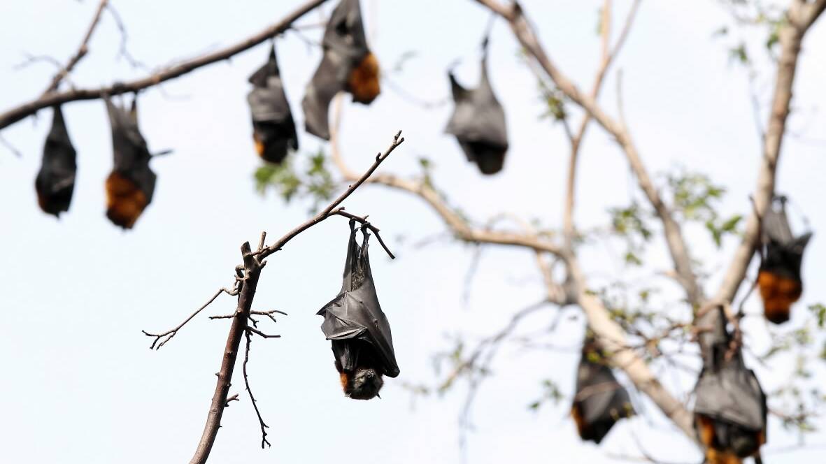 Fruit bats in the botanic gardens. Picture: KYLIE ESLER