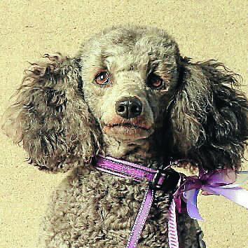 037. Tilly - miniature poodle (Owner: Thelma Cowie)