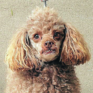 041. Milo - miniature poodle (Owner: lachlan Palm)