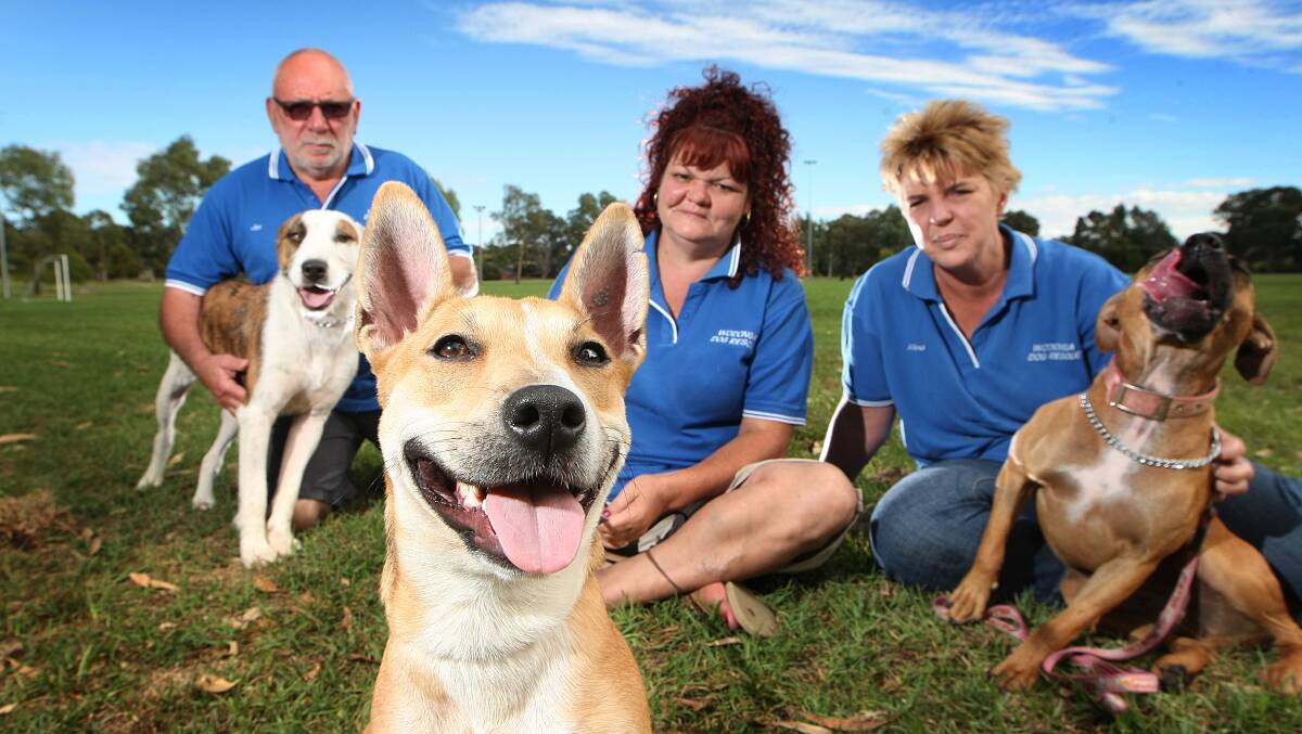 Promoting Paws in the Park is  Wondonga Dog Rescue's Jim Toole (with Cassidy), Dee Keogh (with Caddie) and Allana Adrian (with Ruby) at Willow Park. Picture: DYLAN ROBINSON