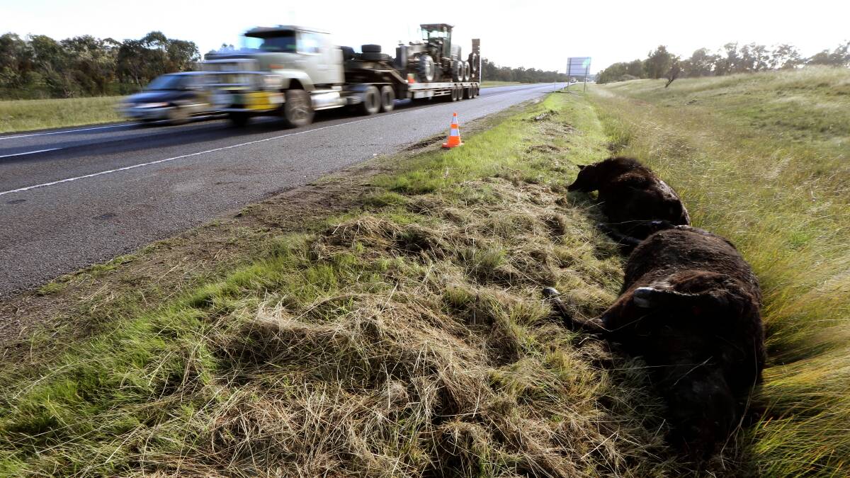 DEAD DUMB: Releasing cows on Hume Freeway 'a deliberate act'
