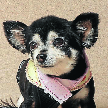 039. Ebony - long-haired Chihuahua (owner: Renata Bettio)