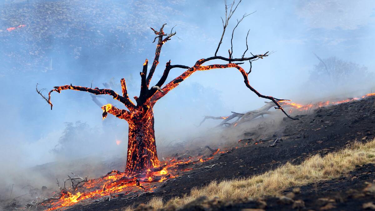 A tree burns in a fire at Leneva. Picture: KYLIE ESLER