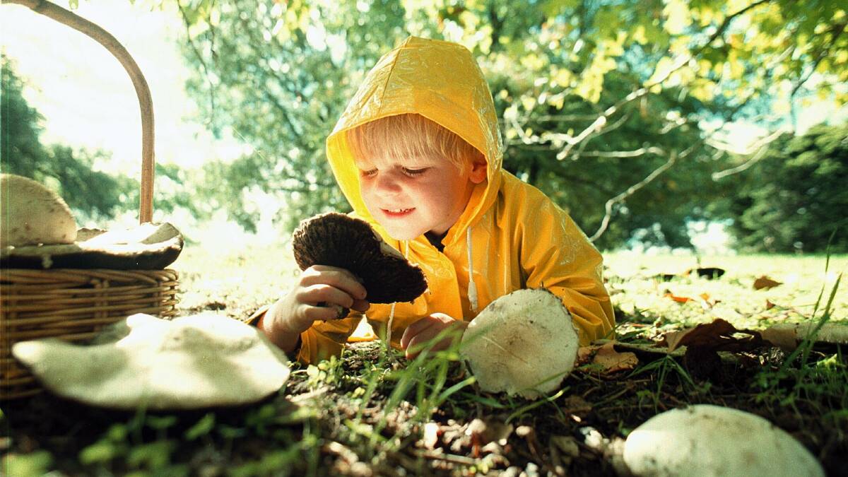 Albury's James Elliott, 4 ,inspects some mushrooms that have sprung up from the recent rains. Picture: CHRIS McCORMACK