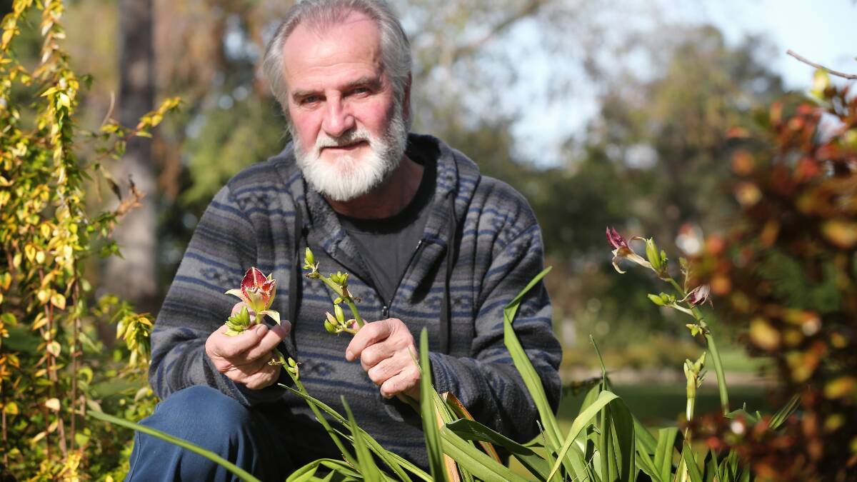 Albury horticulturalist Paul Scannell says this Day Lilly should be burnt to ground level during winter. Instead it is in full foliage and sending up flower spikes. Picture: JOHN RUSSELL