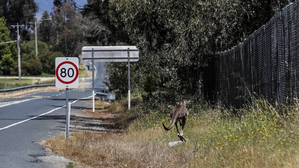 Watch for kangaroos