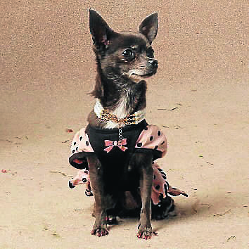 058. Sassy
Chihuahua
Owner: Lindsay Harris