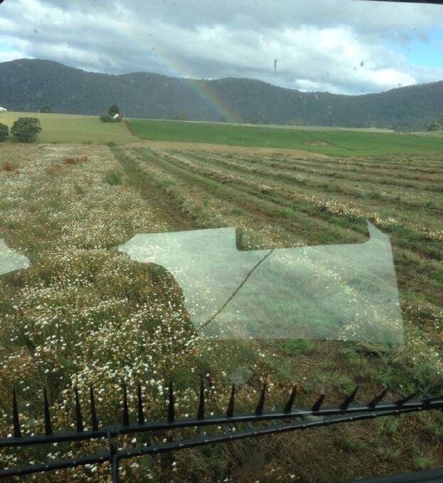 Spend summer in Tasmania windrowing pyrethrum. This is our fourth year working in Ulverstone Tasmania for Botanical Resources Australia. Some paddocks are so steep we windrow down them and have to back the Macdon wind rower back up them. Always a magnificent view though. - Alex Brooks