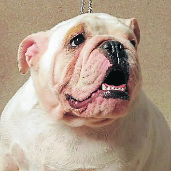098. Penny
English Bulldog
Owner: Jessica Spencer