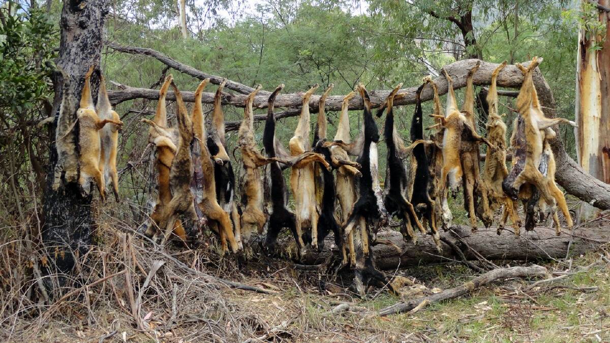  Just some of the wild dogs, foxes and a large feral cat, far left, killed on one North East property this year.