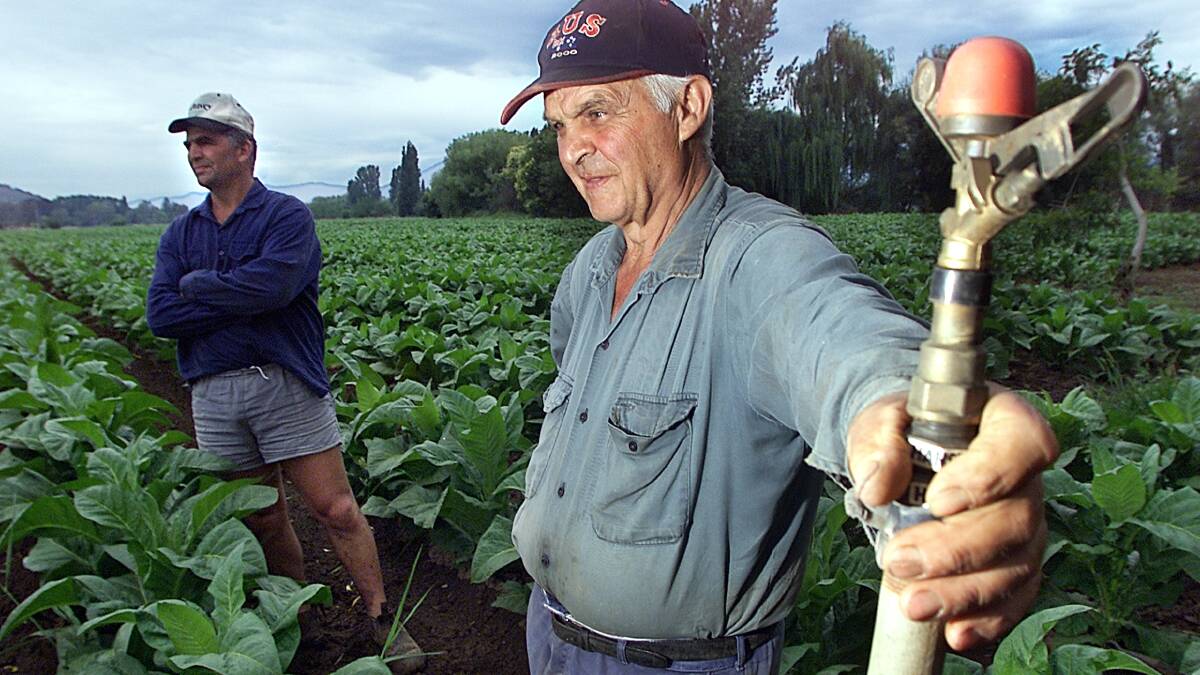 Tobacco growers like Dominic  and Antonio Bonacci are doing it tough due to the lack of rainfall. Picture: SIMON GROVES