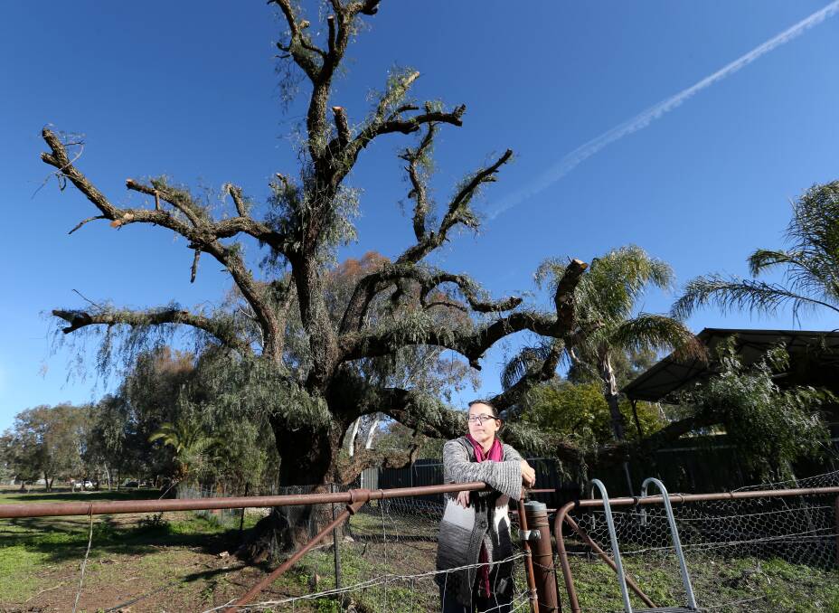 Dr Maggie Watson with the tree to be removed by Greater Hume Council. Picture: MATTHEW SMITHWICK