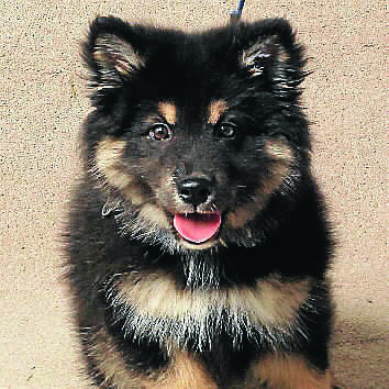 070. Dexter
Finnish Lapphund
Owners: Nicole Brown and Chris Wright