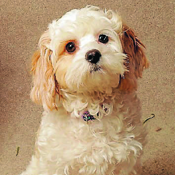 099. Lucy
Cavoodle
Owner: Maxine Stein