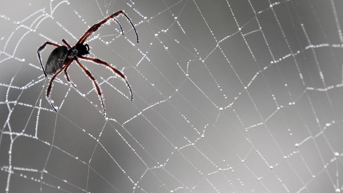 Family complain after finding spiders in Holbrook hotel beds
