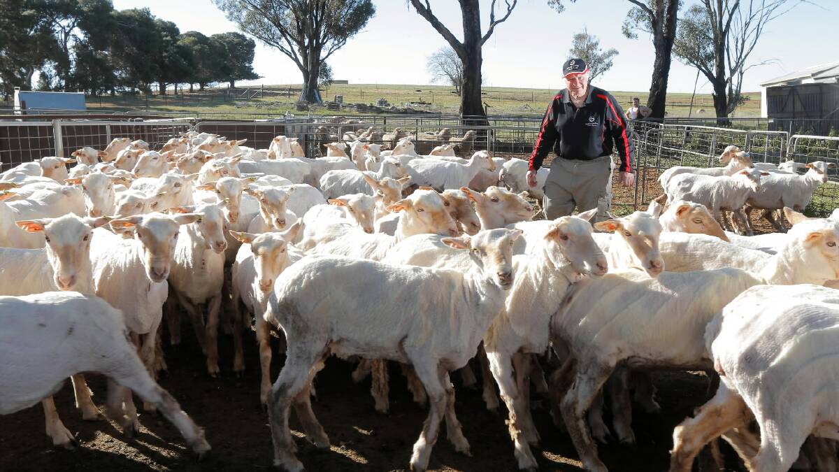 Farmer Paul Creek herding the shorn sheep in his stock yards. He is taking part in a Murray Darling Basin Tour. Picture: TARA GOONAN