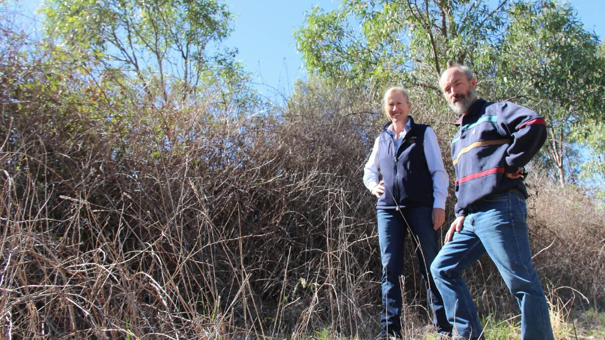 Kerri Robson and Neil Devanny inspect blackberry treated under the Strathbogie roadside weeds project. Picture: KIM WOODS.
