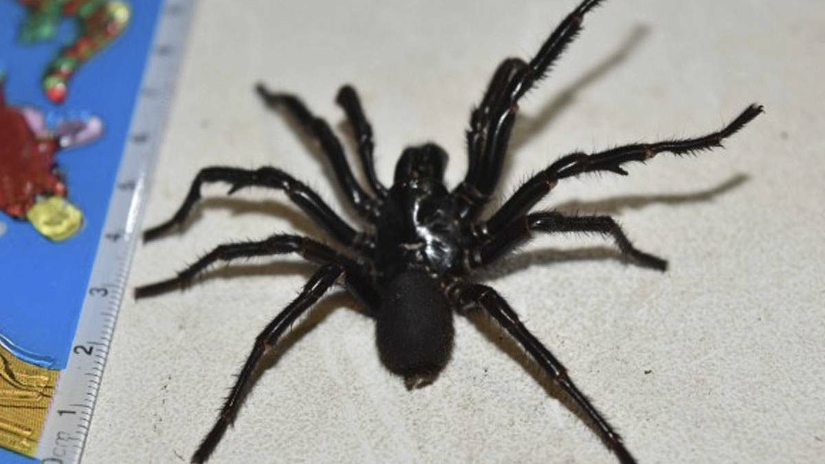 BIG BOY: This male funnel-web spider was handed in at John Hunter Hospital.