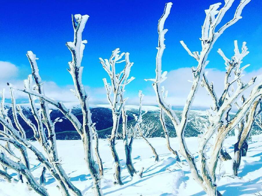 @zerbemiss: Iceolated beauties..❄️ #winterwonderland #atopamountain
#ski #skiing #fallscreek #love #wow #picoftheday #photo #winter #beautiful #art #nature #naturescanvas #theworldisbeautiful #cold #frozen #isolated #design #landscape #themaze #amazing #australia #holidays #vacay #mountain #ice #frozenfantasy #exercise