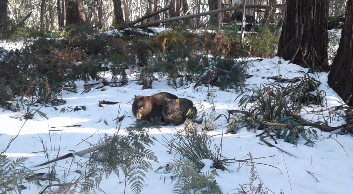 Winter photo competition entry, wombats come out of their burrows to warm up in the snow. Photo taken 16th July 2016 on Mt Jack. Picture: DEBORAH KAHN