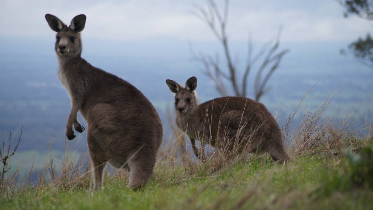 Today's pic of the day from Wodonga's Peter Hupfield titled 'Roo Family' taken at Huon Hill Lookout.