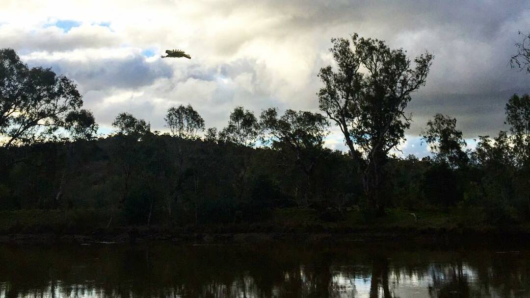 @gok_linge_lang: The cockatoos were going crazy by the Murray river at sunset 🕊 #beautiful #cold #winter #Murray #river #Albury #cockatoo #ducks #gallah #australian #wildlife