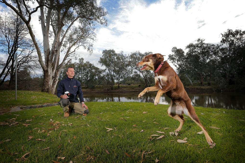 Dave Austin, of Albury, plays fetch with his dog Lucy, a 3 year old kelpie, on the banks of Noreuil Park. Picture: TARA GOONAN
