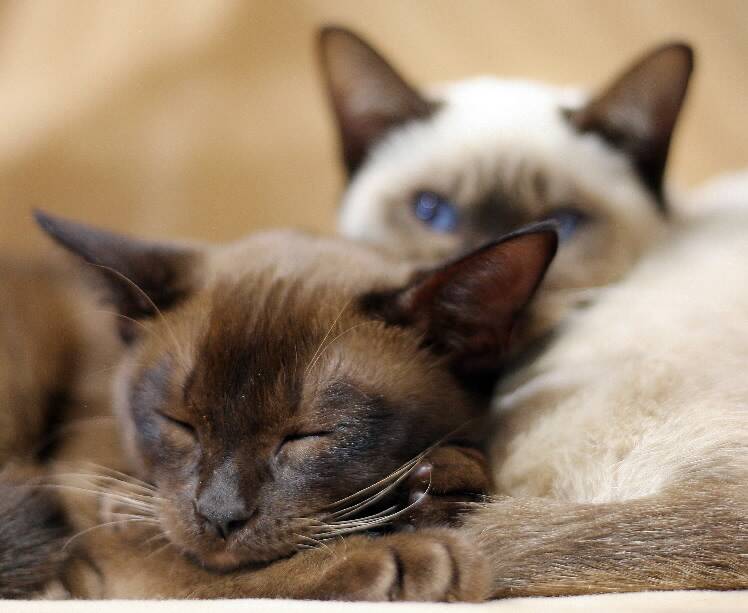 A Burmese cat - similar to these  was shot in Wodonga by its owners' neighbours.