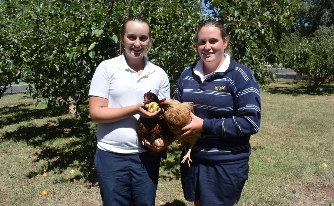 Deloraine High year 10 students Rachel Barber and Rochelle Peck feeding a school grown apple to their resident hens. Picture: Carly Dolan