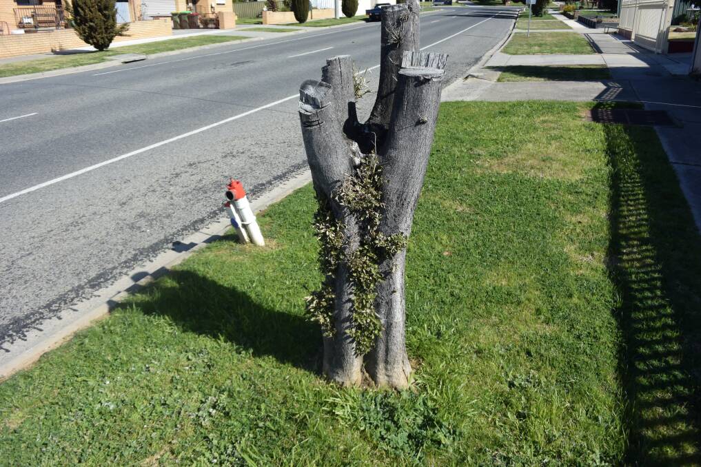 LOPPED: Steven King cut down this tree and set the branches on fire after becoming frustrated at a lack of Wodonga Council action. He was charged with criminal damage but escaped a fine or conviction in court. 