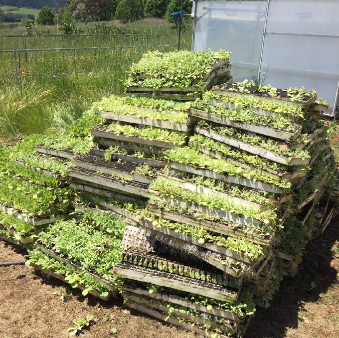 REMOVED: Tobacco seedlings seized at the property. 